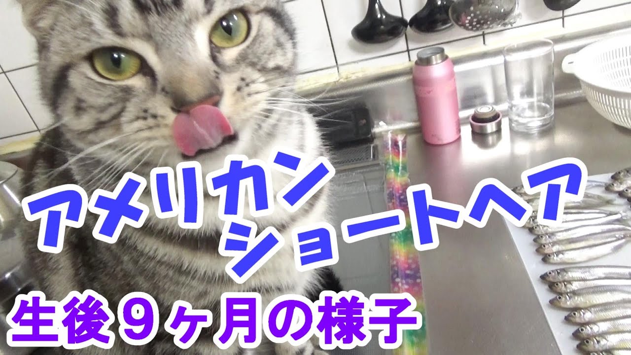 生後９ヶ月の様子　（アメリカンショートヘアのソラ）
