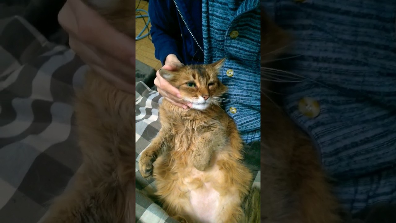 膝上抱っこに御満悦の猫 #ソマリ #cat #shorts