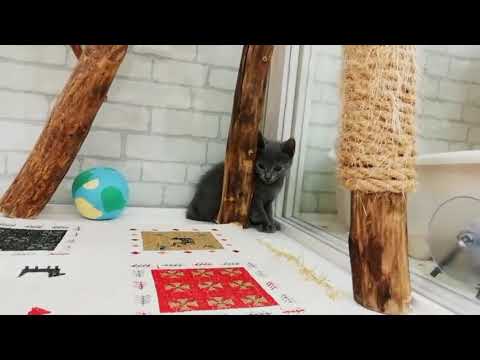 シャルトリュー.2023.1/19生まれ