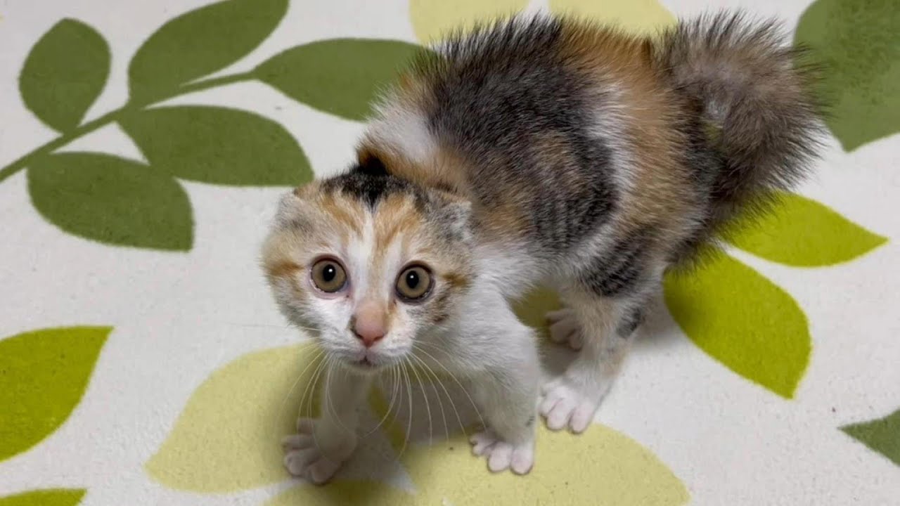 威嚇する子猫