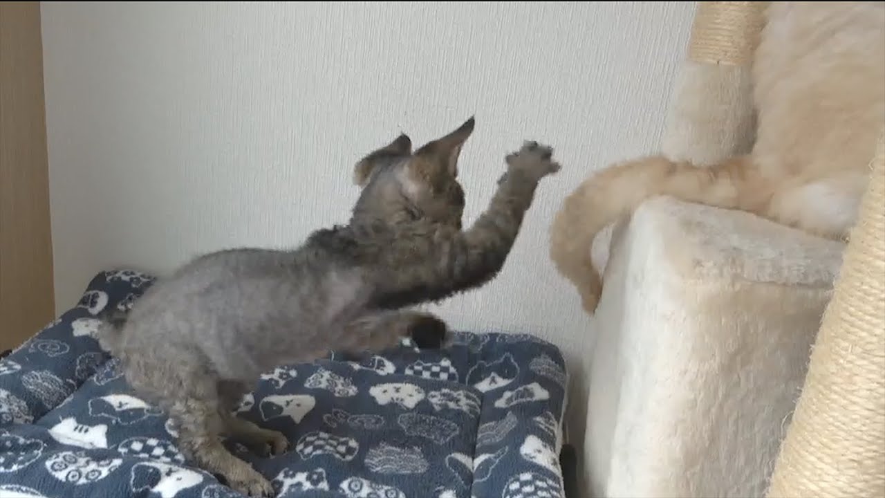 兄の尻尾で遊ぶデボンレックス子猫です(Devon Rex kitten plays with his brother’s tail)