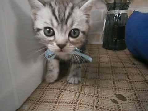 626467 アメリカンショートヘアー