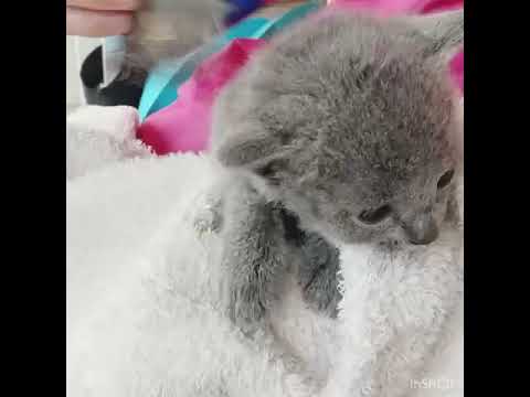 ロシアンブルー ブルーの男の子♪