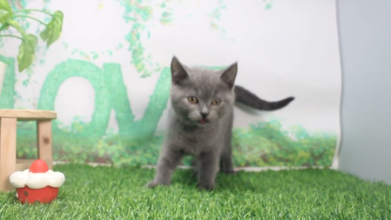 Coo&RIKU　No620695　シャルトリュー