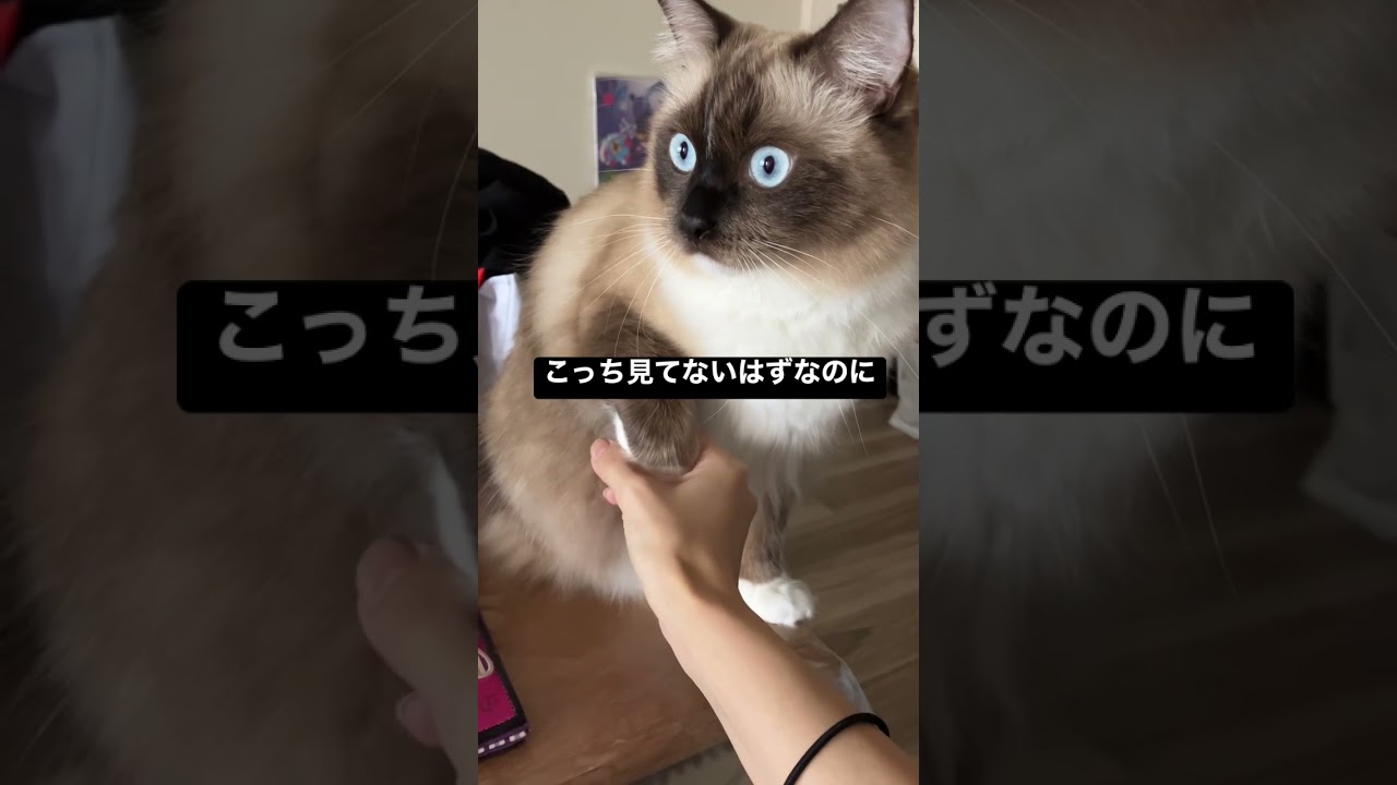 たぬきに似た猫のラグドールの手を追いかけてみた #shorts #ragdoll #ショート #ラグドール