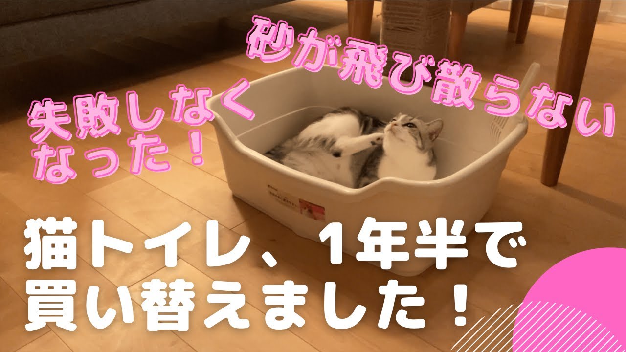 猫トイレ買い替え！サイズアップした結果は...？！【スコティッシュフォールド猫】