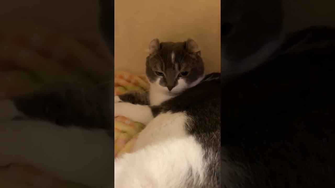 新しい隠れ家に戸惑い気味のたぴさん【アメリカンカール】