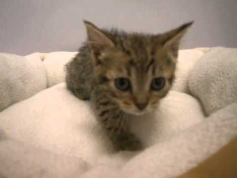 ペットショップCoo＆RIKU　オシキャット　253