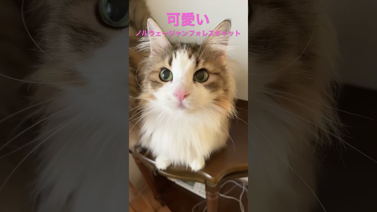 可愛いノルウェージャンフォレスキャット#shortsvideo #shorts #cats #cat #猫 #cute #猫動画 #かわいい #大型猫 #ノルウェージャンフォレストキャット