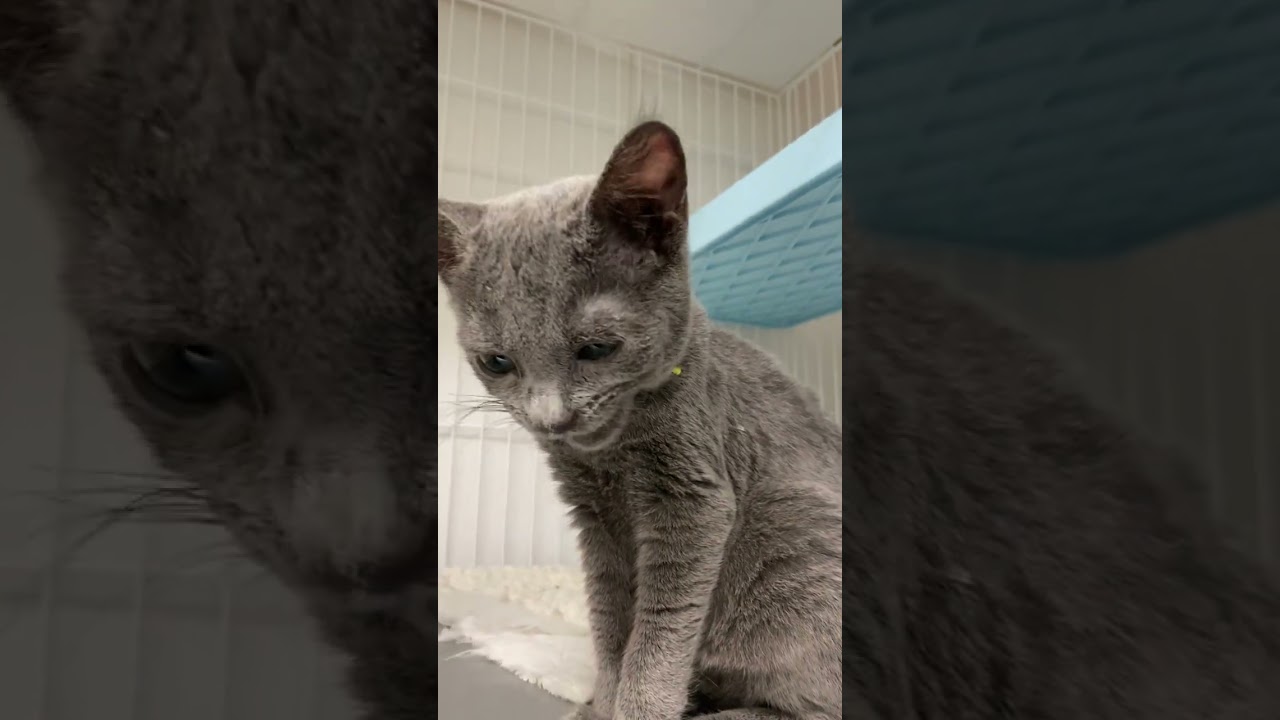 竹口さま　ロシアンブルー　　女の子