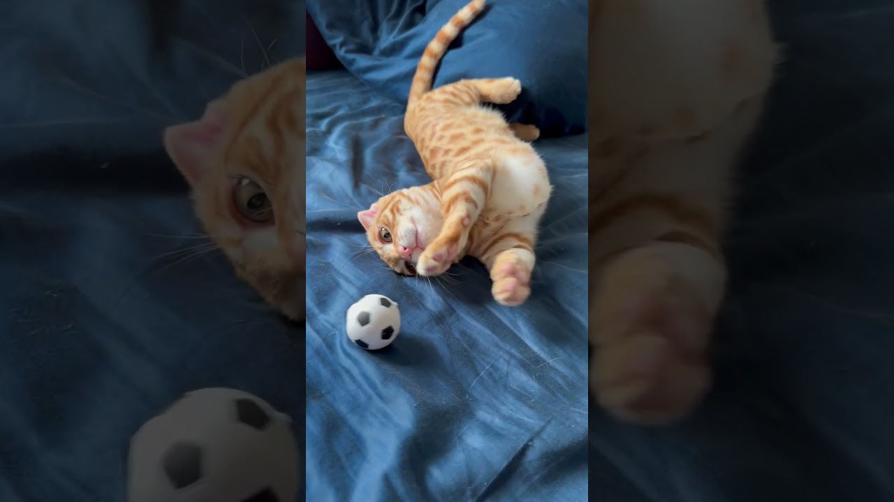 主と遊んでくれるコモ🐈 #キンカロー #cat #猫 #cute #子猫 #kitten #猫のいる暮らし #cutecat #catlover #animal #サッカー #soccer