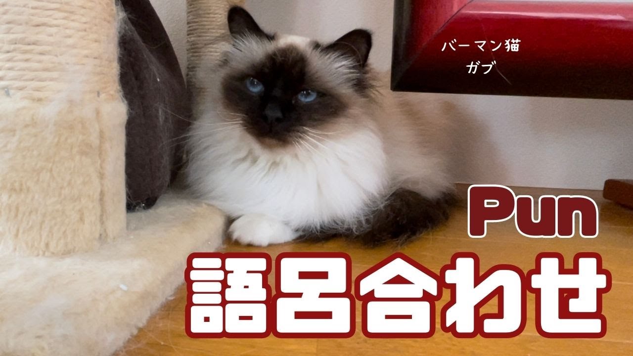 バーマン猫ガブ【語呂合わせ】Pun（バーマン猫）Birman/Cat