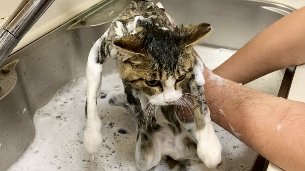 【保護子猫】ガリガリだった仔猫の汚れを取る為にシャンプーしました。 [Protection cat] I shampooed to remove dirt from a skinny kitten.