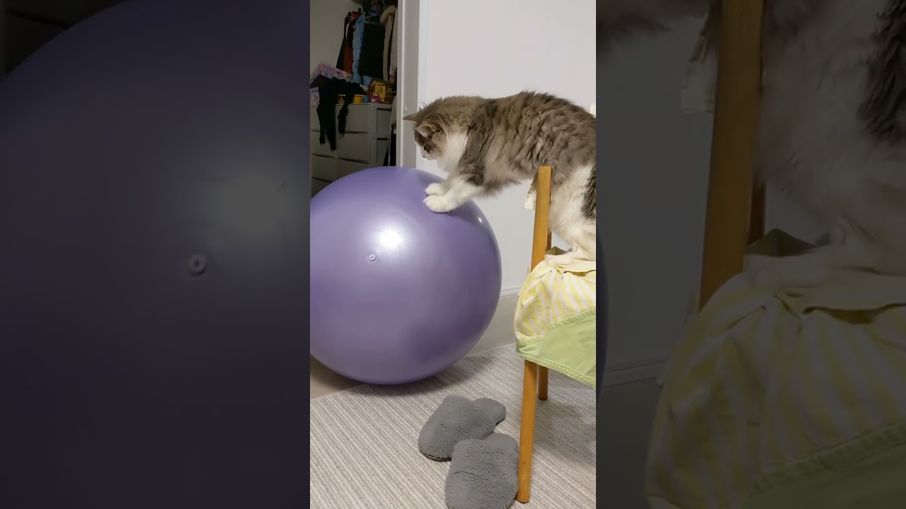 ボール好き猫。さすがに大きすぎでは？【ノルウェージャンフォレストキャット】＃Shorts