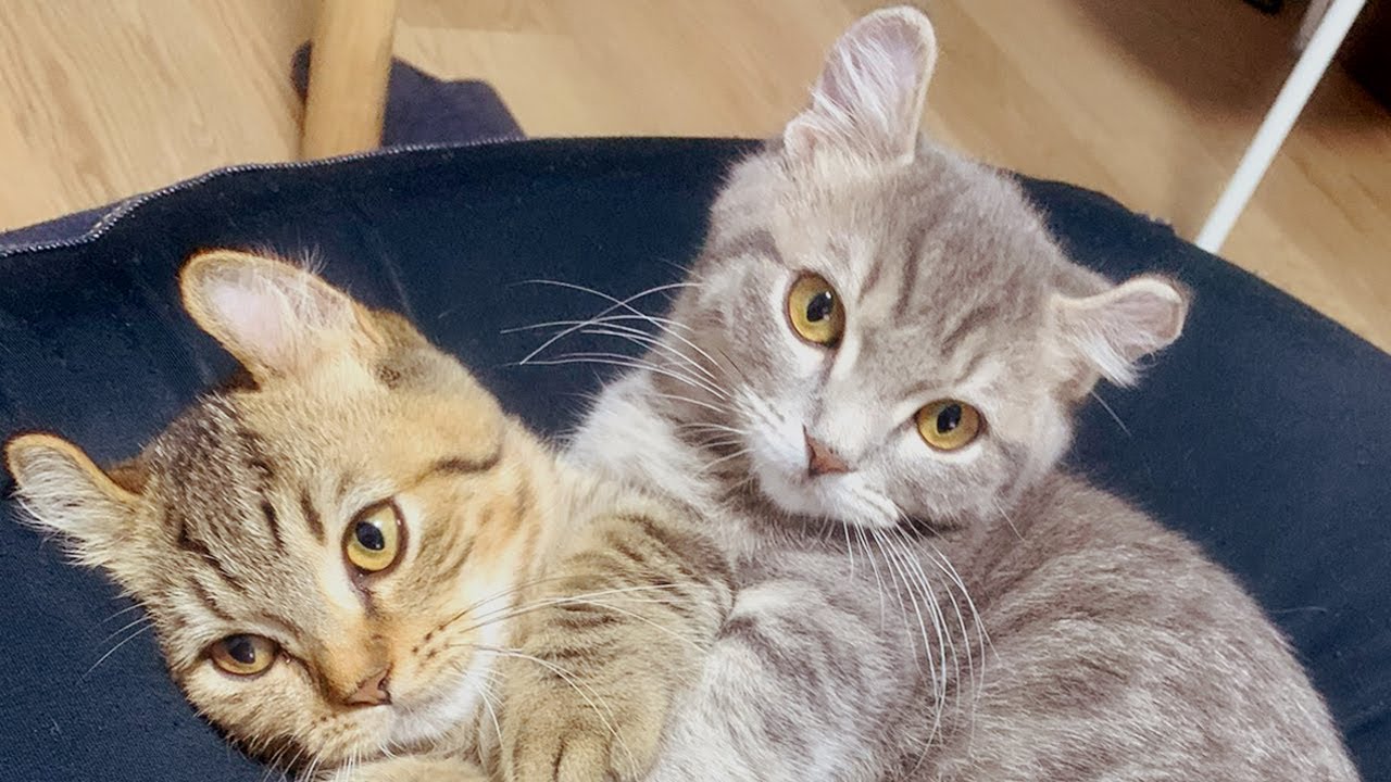 【猫】我が家にやってきた家族を紹介します【キンカロー兄弟】