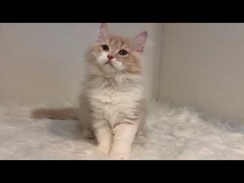 サイベリアン 甘えん坊女の子💕初めて猫ちゃん飼う方にオススメ