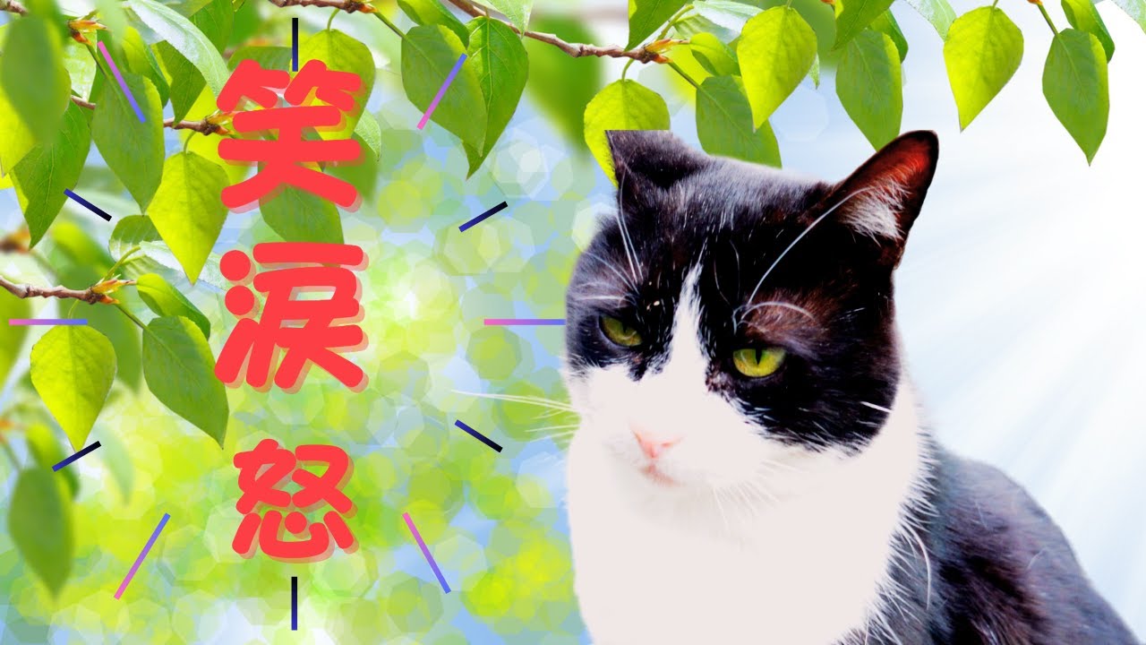 ネコ歩き！私を忘れなかった猫！久し振りの再会に泣く！
