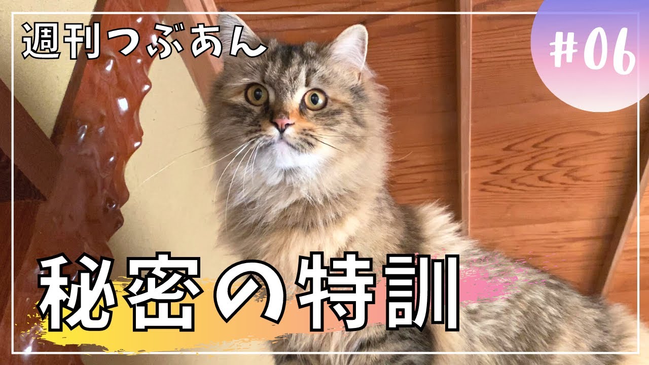 【週刊つぶあん6】秘密の特訓をする子猫。【サイベリアン・多頭飼い】