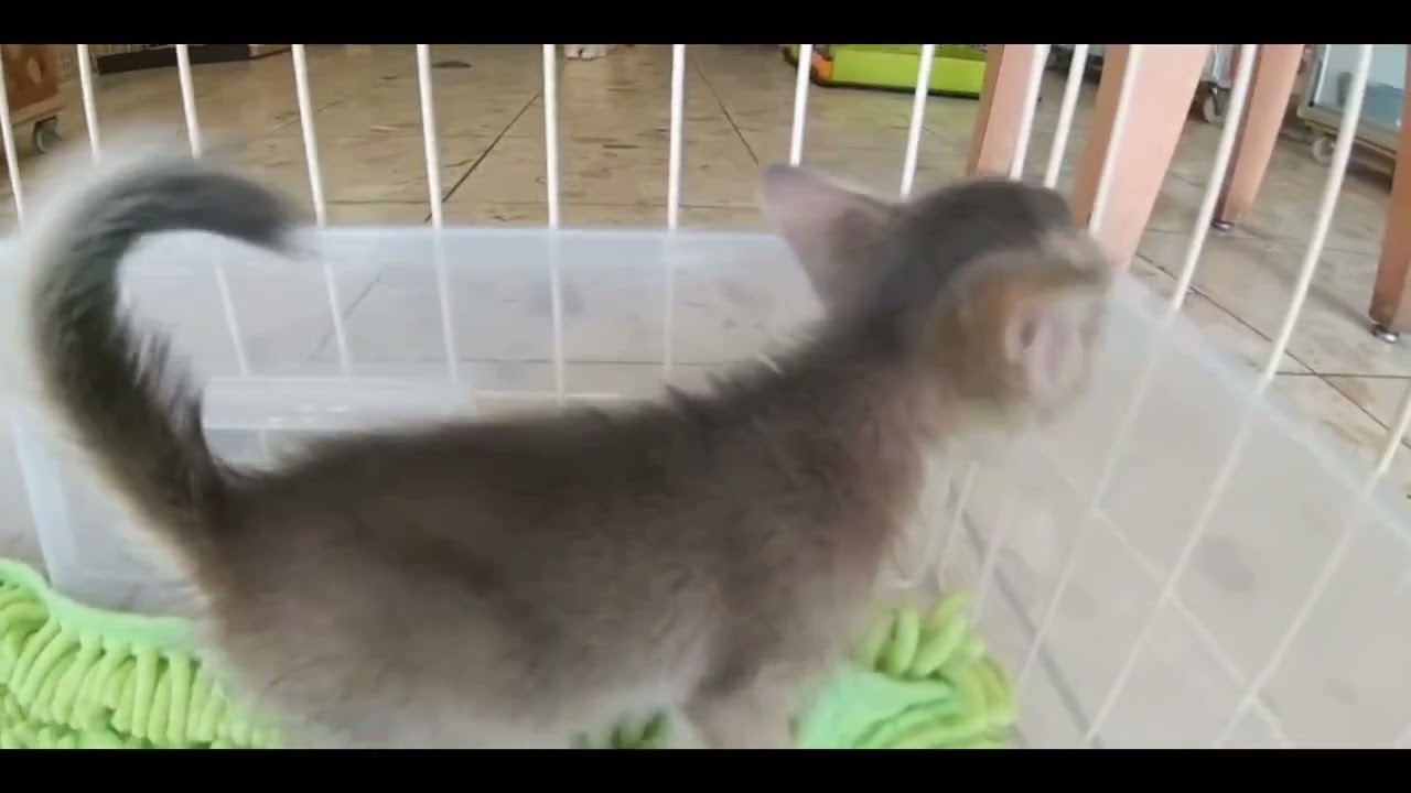 アビシニアン 3兄弟です。