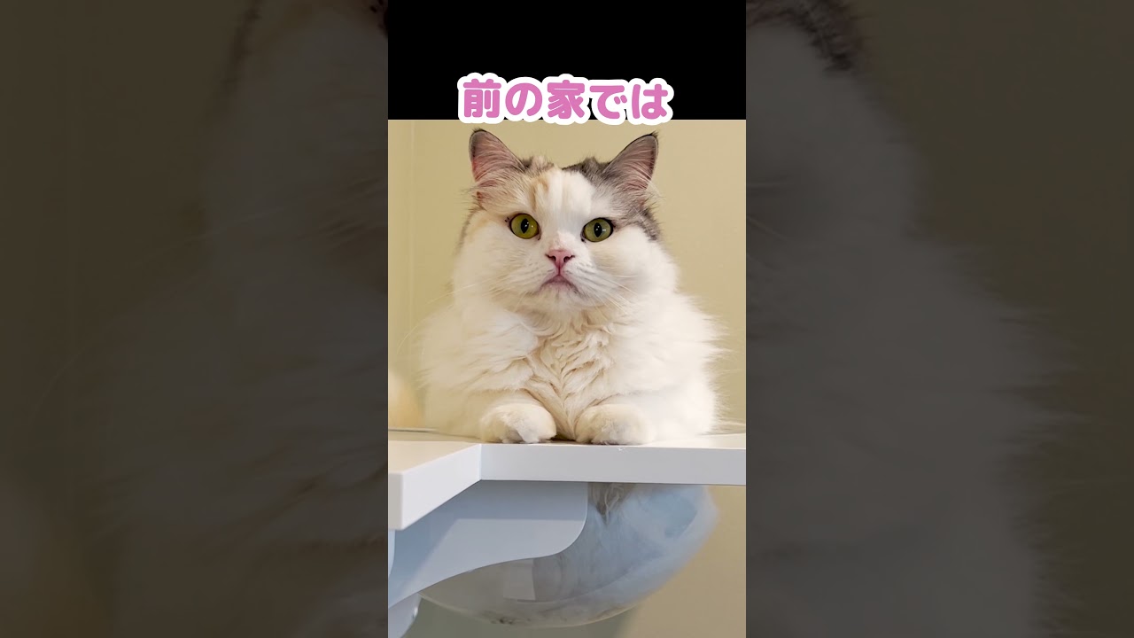 甘えん坊を発病した猫 #Shorts