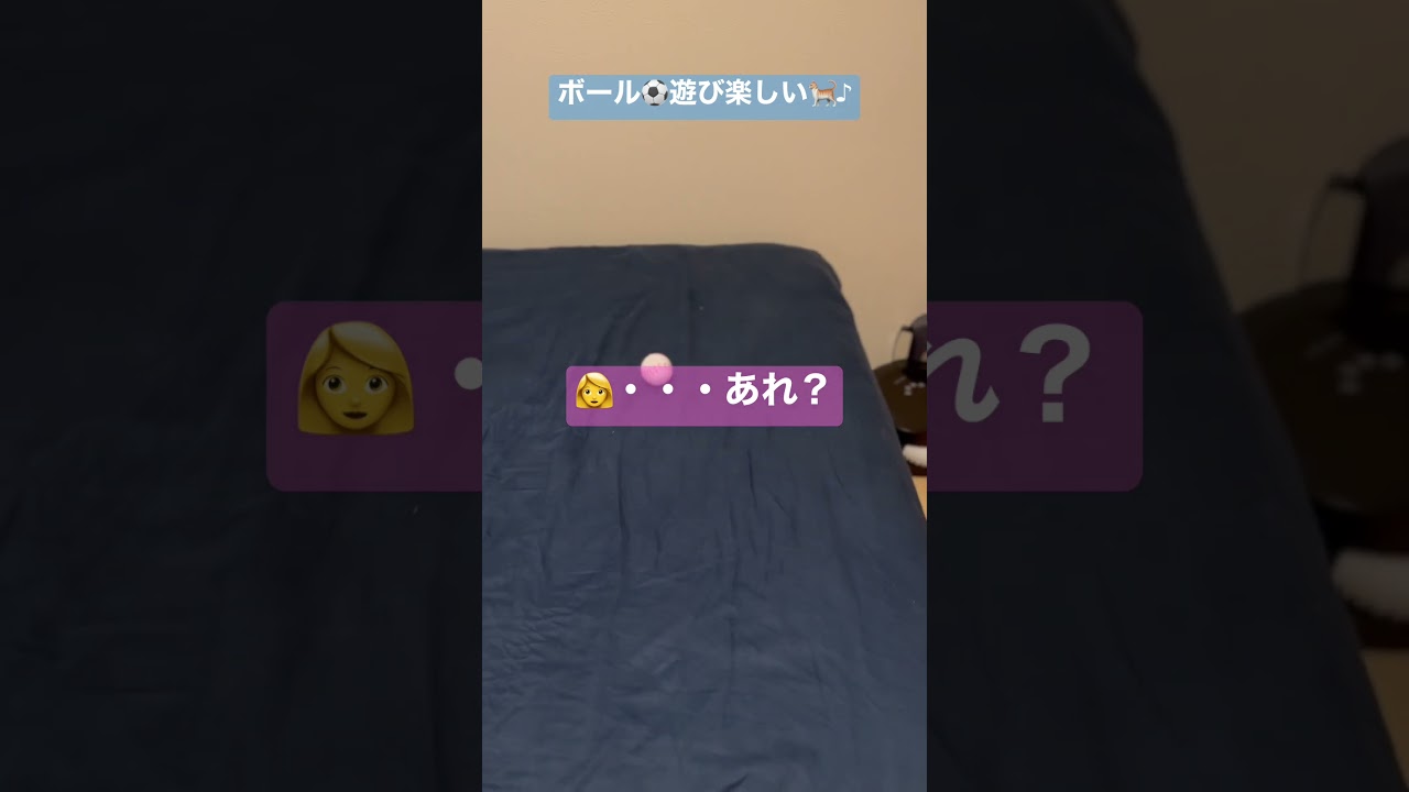 これがループされます🐈 #キンカロー #cat #猫 #cute #子猫 #kitten #猫のいる暮らし #catlover #cutecat #animal #고양이