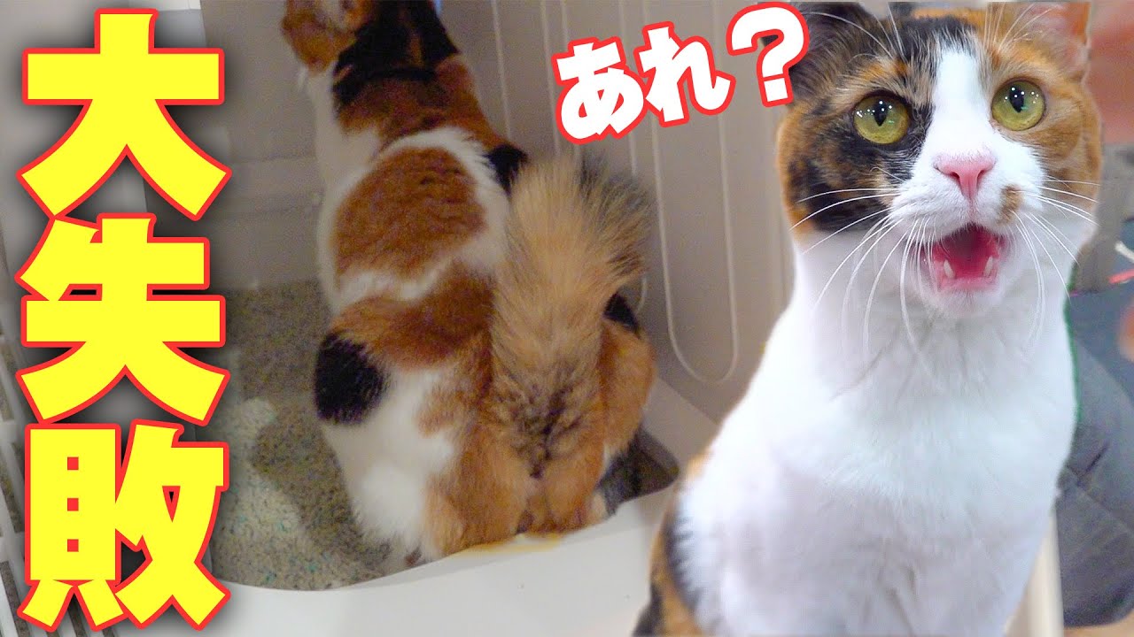 トイレ中の猫を覗き見してみたらオシッコ失敗してビチャビチャになってました…www