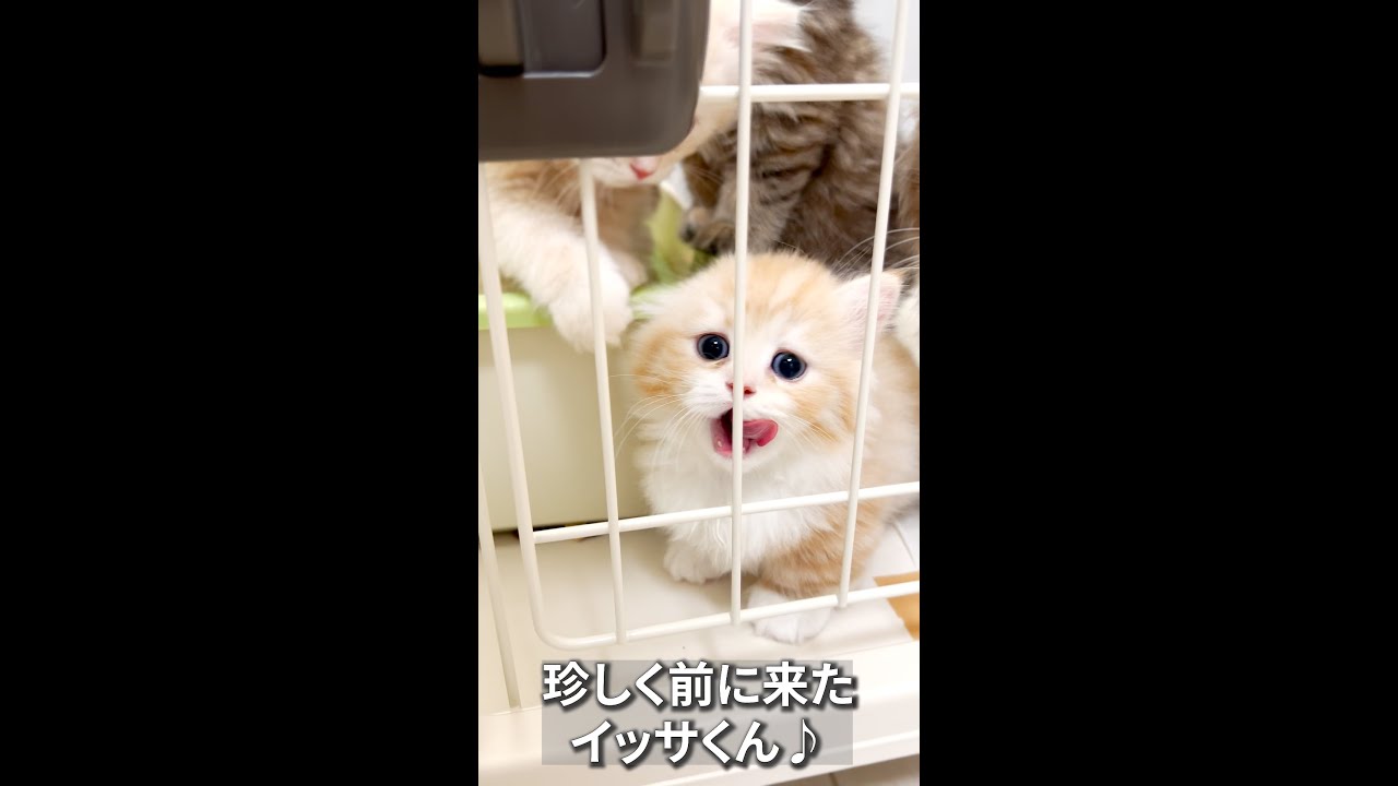 今日はヤル気のイッサくん✨#マンチカン #マンチカン子猫 #子猫 #ミヌエット #shorts