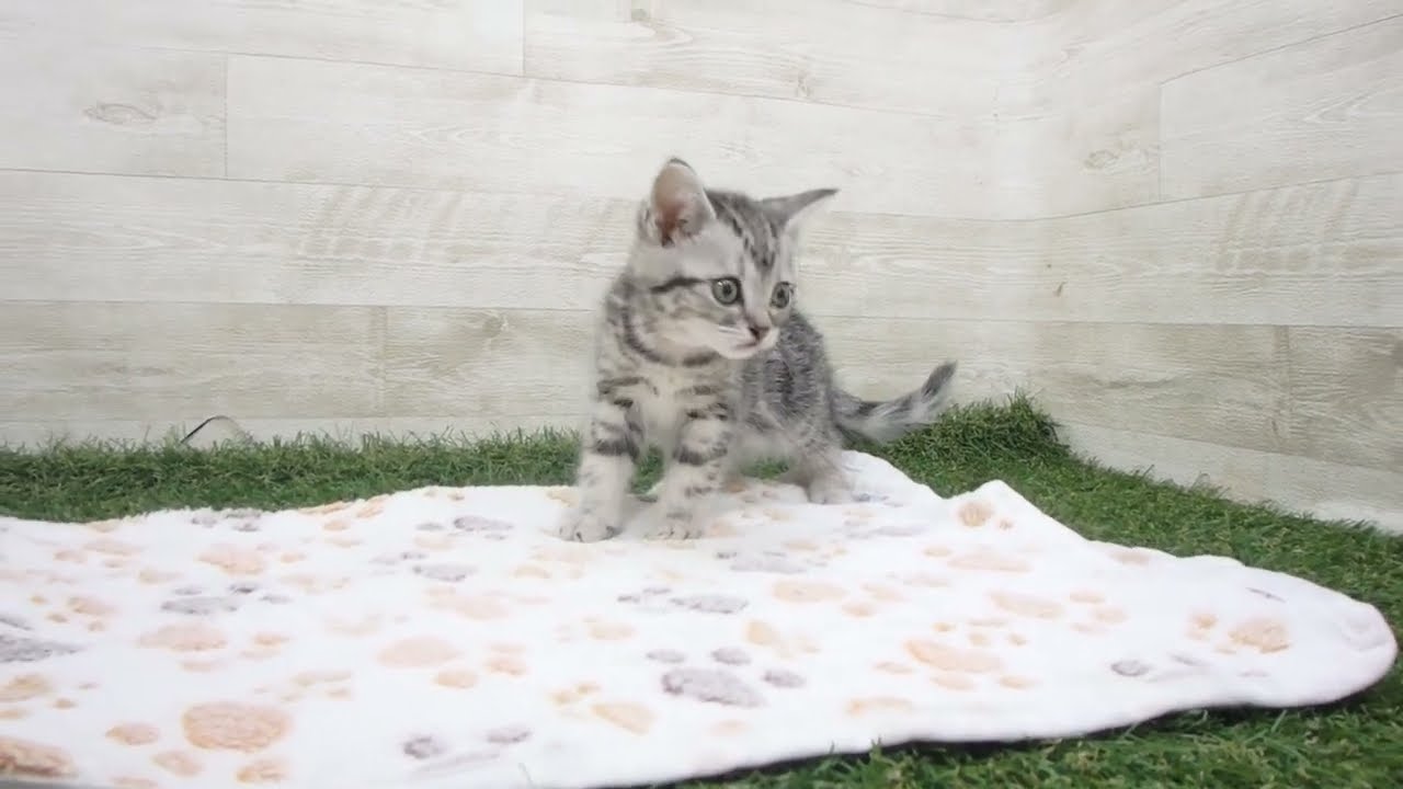 Coo&RIKU　No00626337 アメリカンショートヘアー