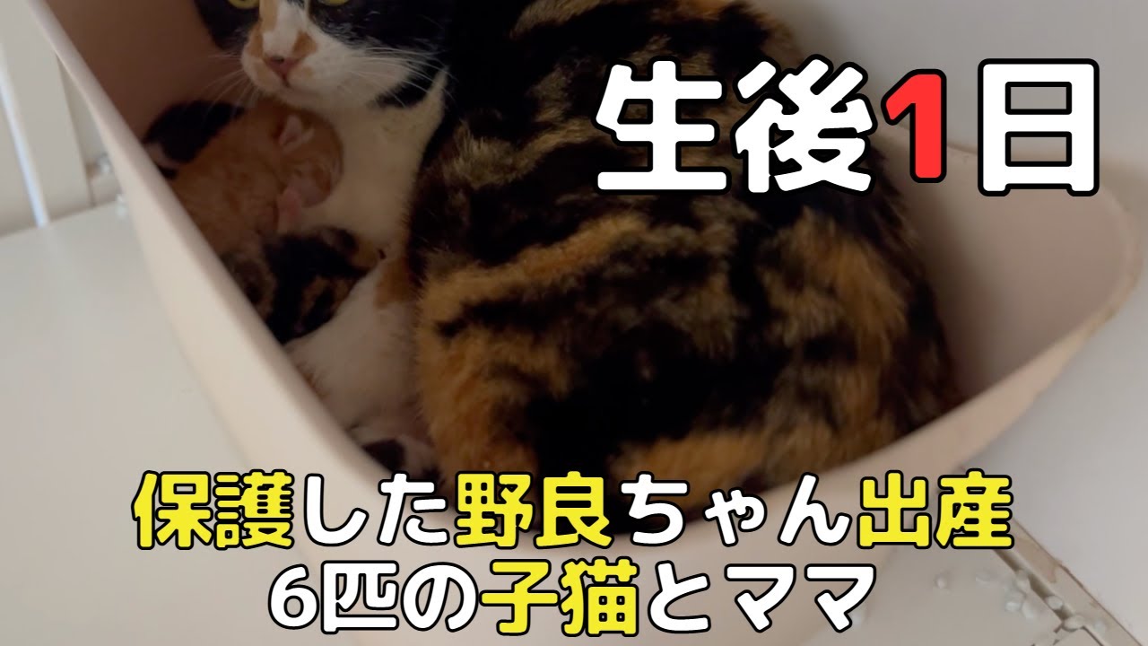 【生後1日】6匹の子猫とママ
