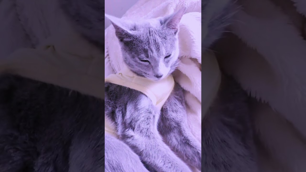 早く良くなりますように💗🐈‍⬛💗 #ロシアンブルー #russianblue  #子猫