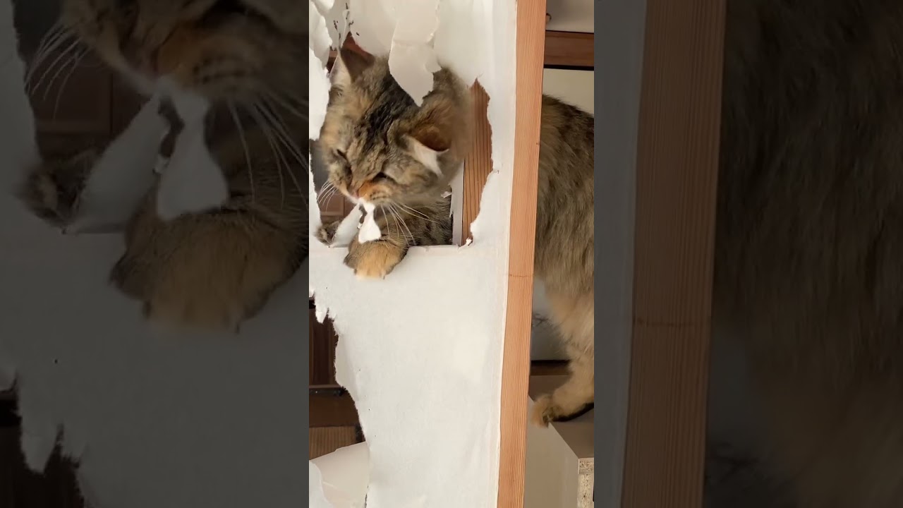 障子を破く子猫。えらいこっちゃ…【サイベリアン】 #shorts