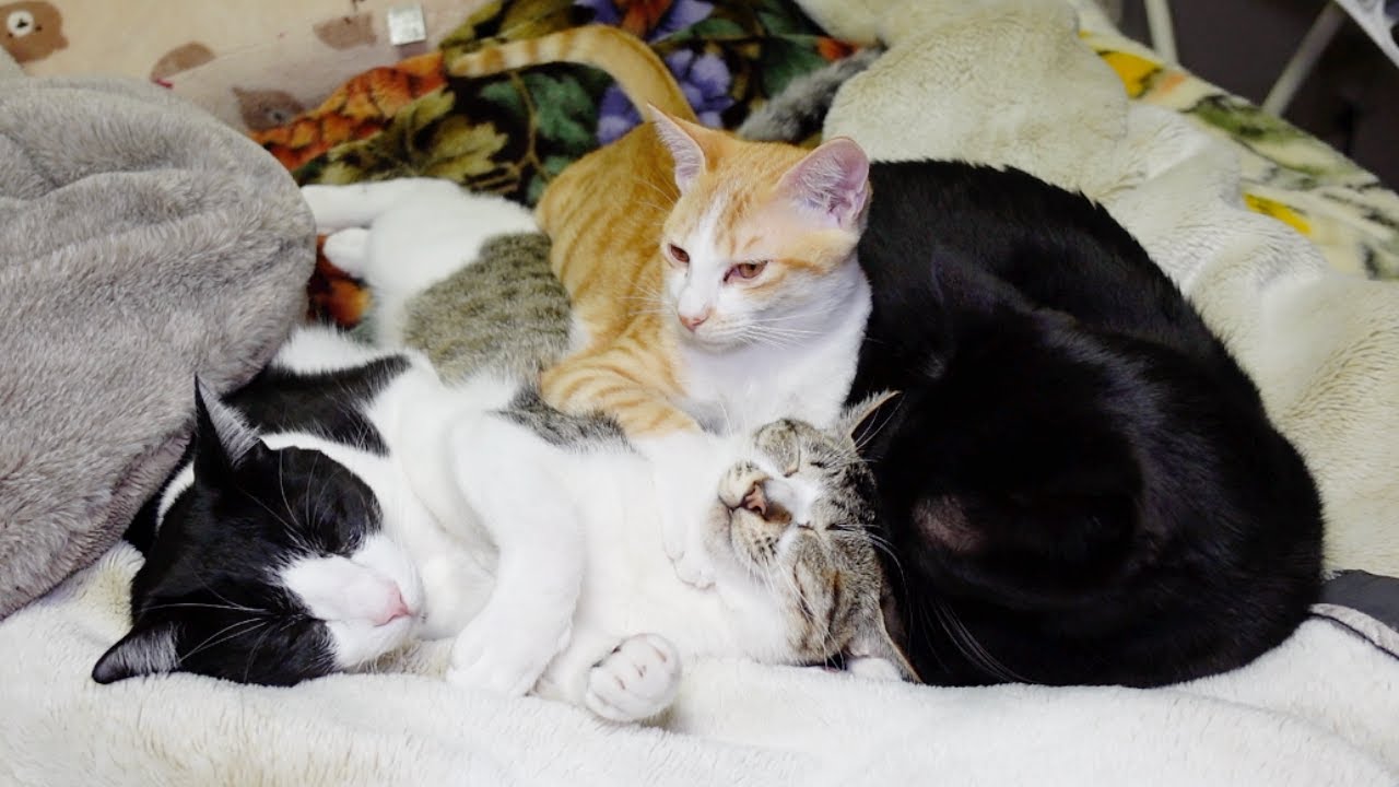 ばーばのベッドに集まって寝る子猫たち