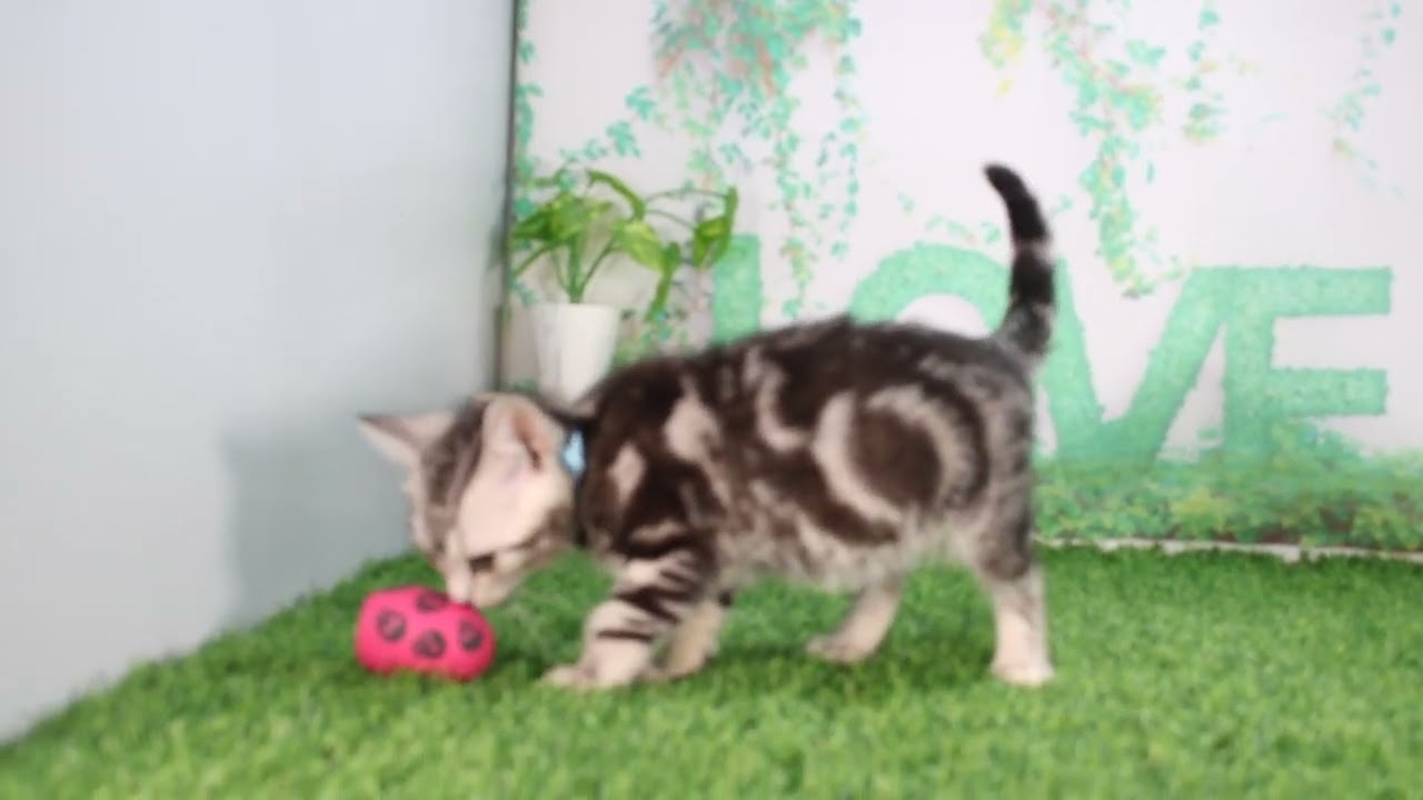 ペットショップcoo&riku No.626270　アメリカンショートヘアー