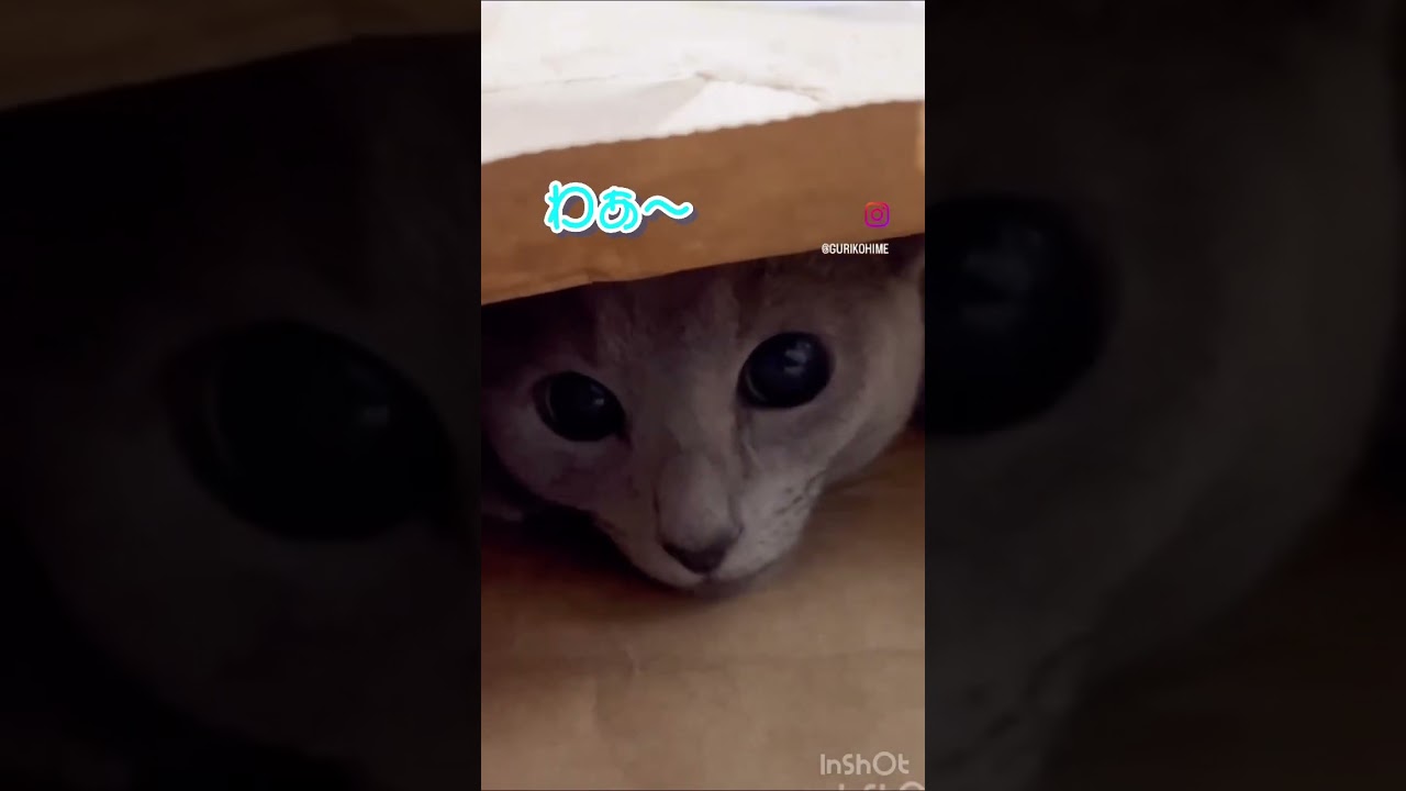 ぐりちょびん　#Shorts #ロシアンブルー　#ねこ　#ねこ動画　#cat #猫　#Russianblue