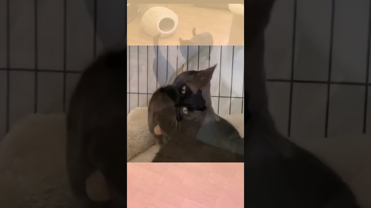 大和撫子な美黒猫【ニャーコ】