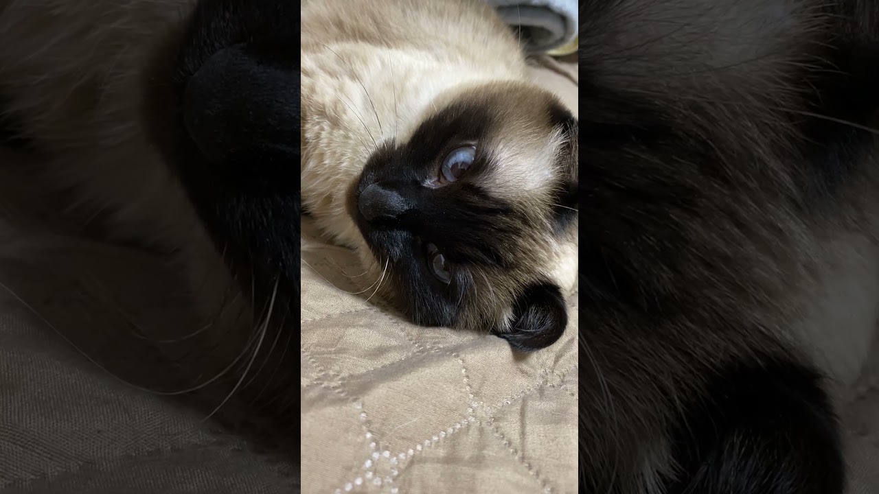 【2023.04.06】今日のシャム猫のふくさん（音無し）【たぬき猫】 #Shorts
