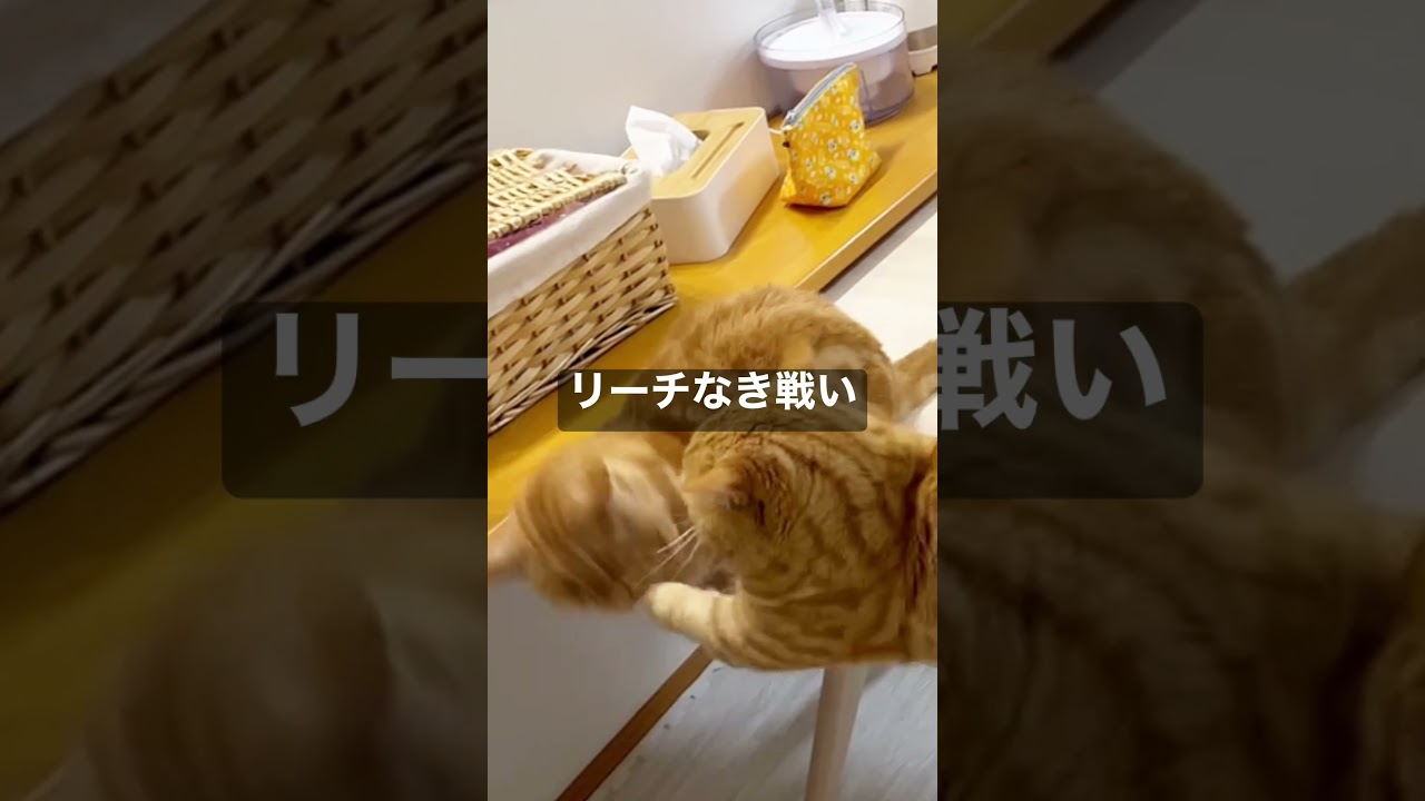 マンチカンのパンチは決して当たらないPARTIII〜リーチなき戦い〜 #shorts