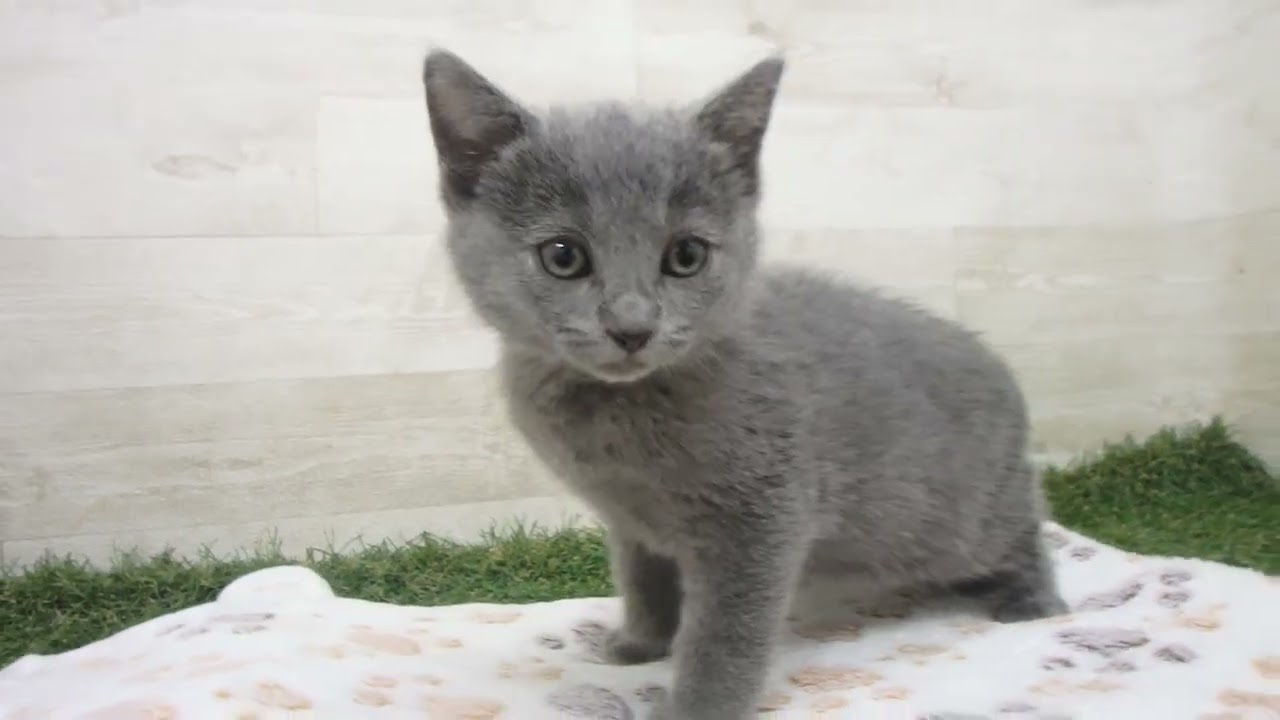 ペットショップcoo&riku No.00624840 シャルトリュー