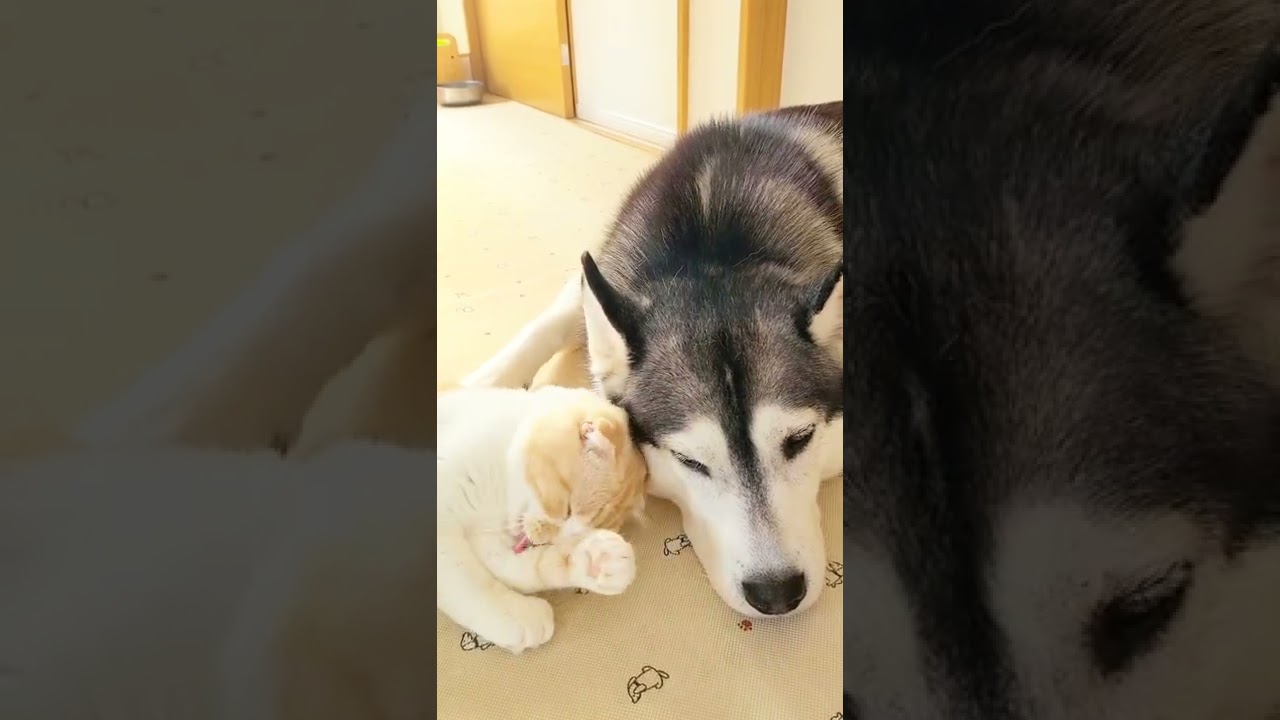 ハスキー犬にスリスリしたくて堪らない子猫…#shorts