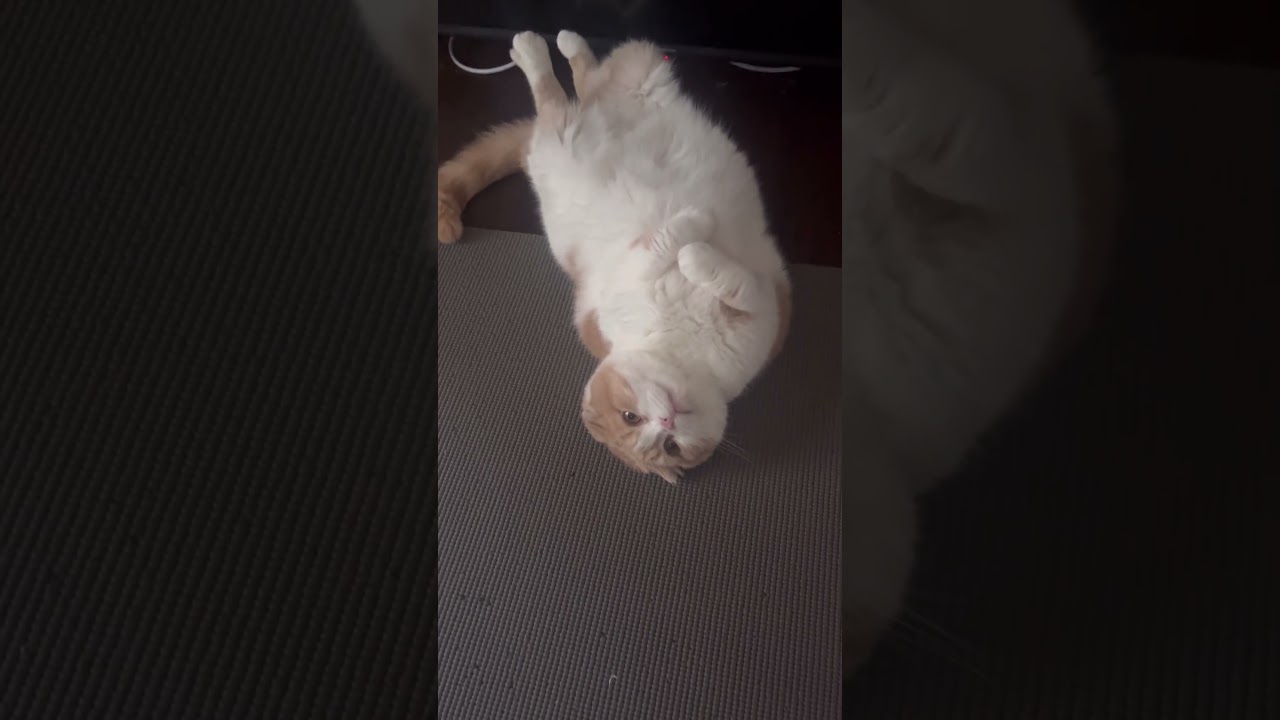 新種のアザラシ #スコティッシュフォールド #cat #おもち #animals