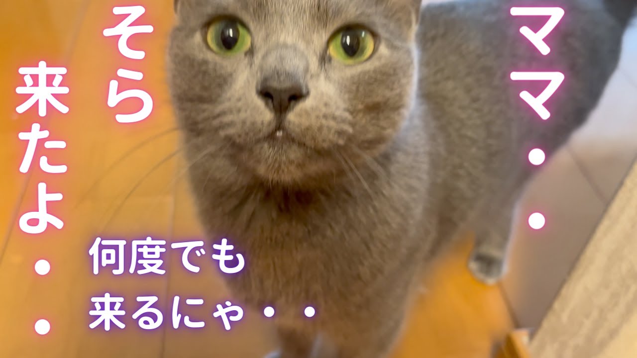 どうしても確認したい猫（ロシアンブルー）