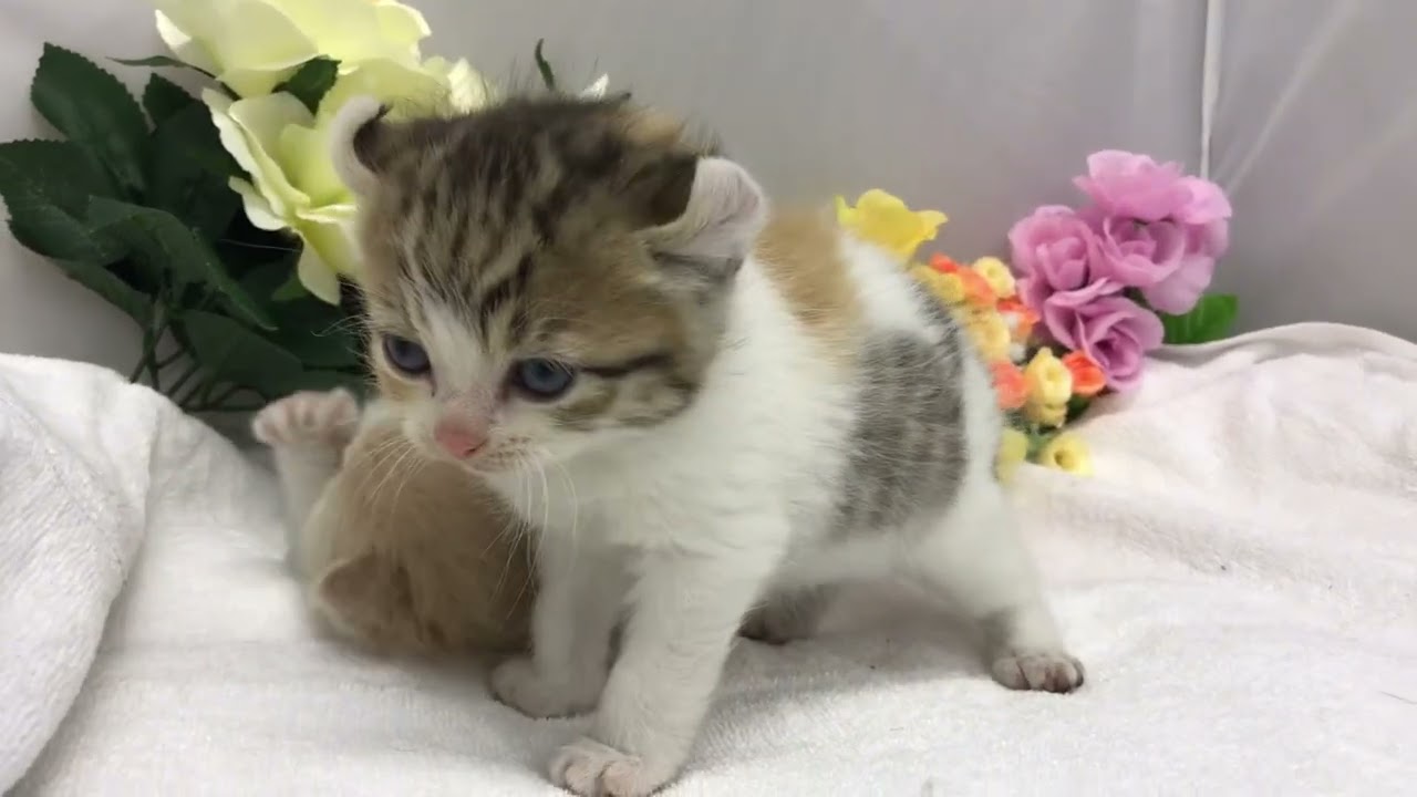 宮城県ペットショップ鈴花　/アメリカンカールの子猫生まれました