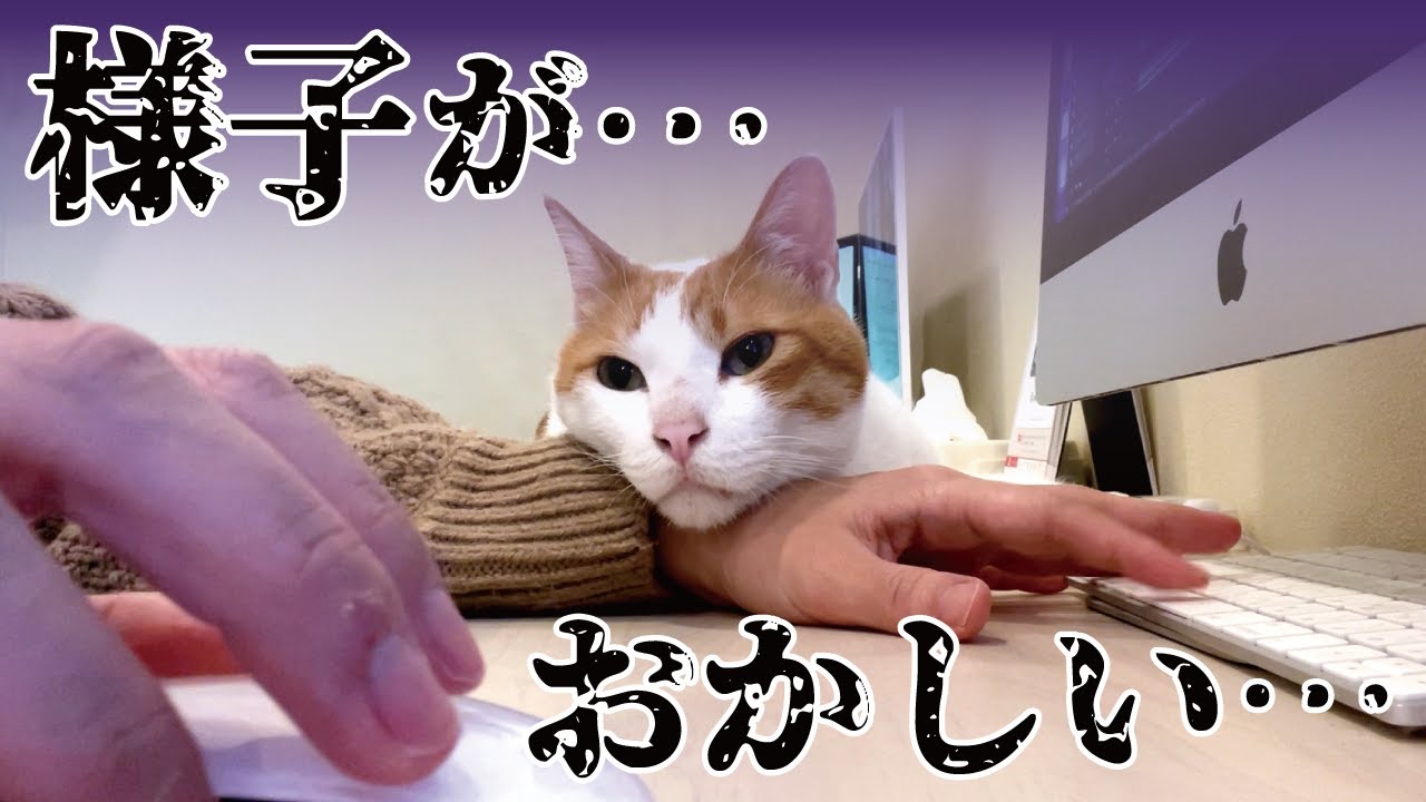 引越してから先住猫の様子がなんかおかしくなりました…【関西弁でしゃべる猫】