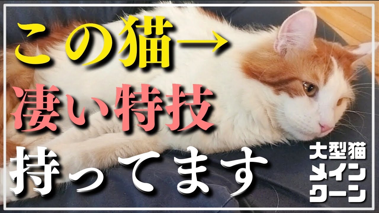 スゴい才能が開花した猫【メインクーン大型猫】