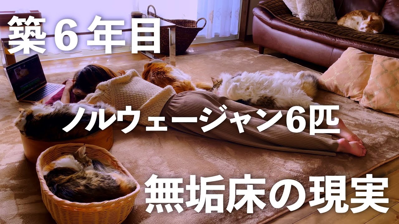 猫とゴロゴロする為の冬支度に大騒ぎする６匹のノルウェージャンフォレストキャットと、築６年目の無垢材の床の現実。