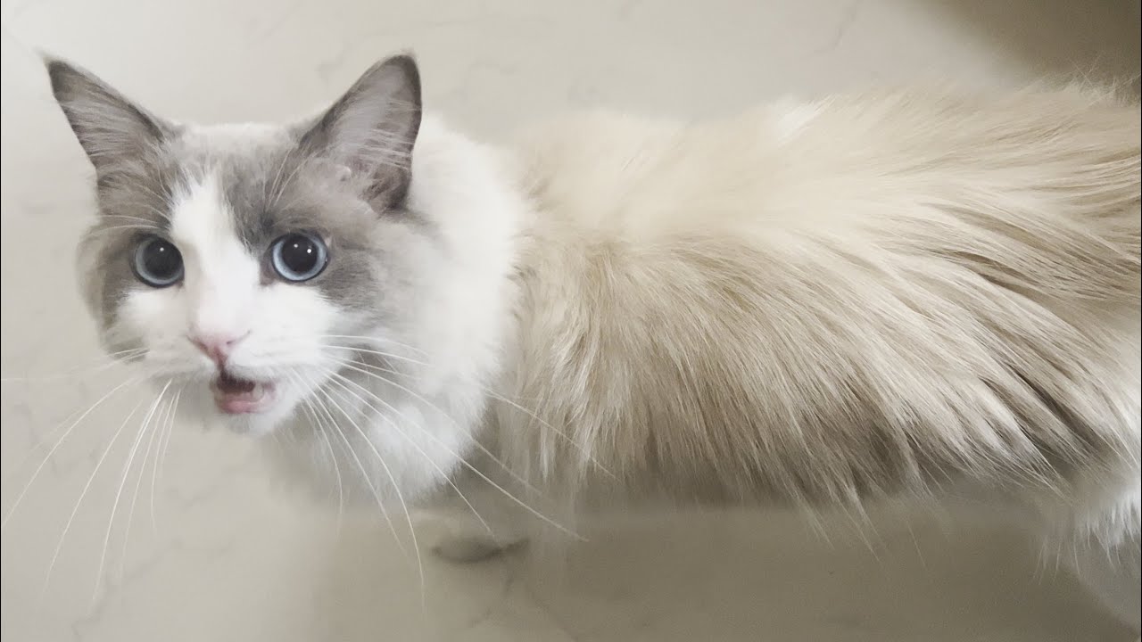 ラグドール猫はどこの部位が1番おいしい...？猫吸いおすすめランキングTOP5！