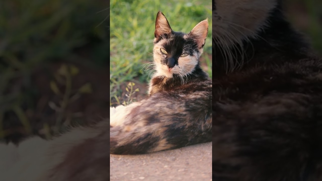 Cute Brown Cat enjoying