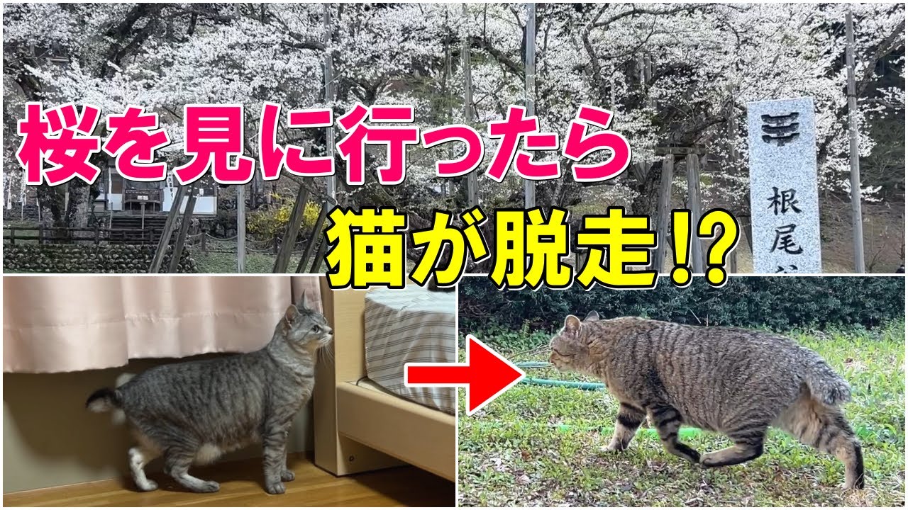 日本五大桜の淡墨桜を見に行ったら、長男猫まめたが脱走？してました…【保護猫・老猫】