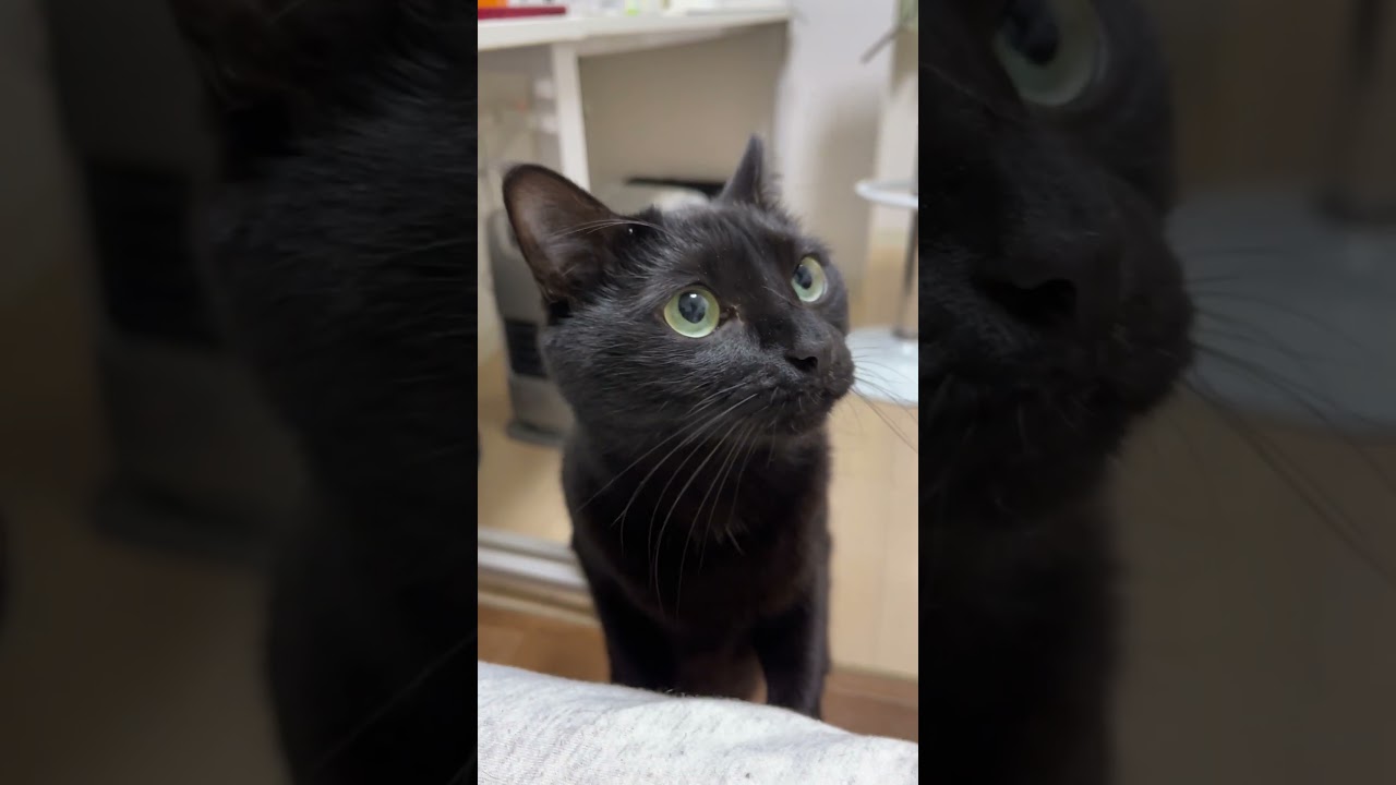 こんな凄い愛情表現をする猫、他にいますか…？