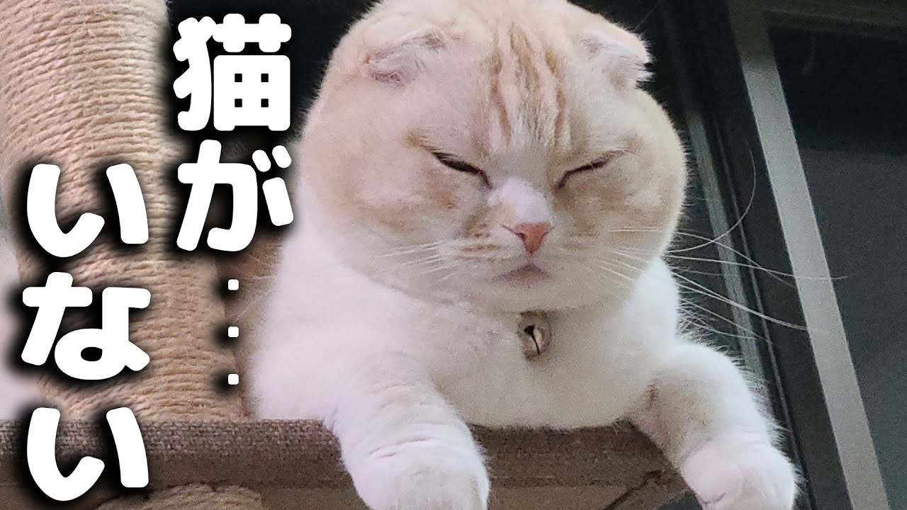 家事して気づいたら子猫がいない...